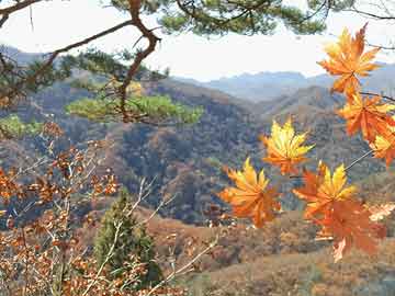 林芝旅游新政策揭秘，探索与体验独特魅力的指南